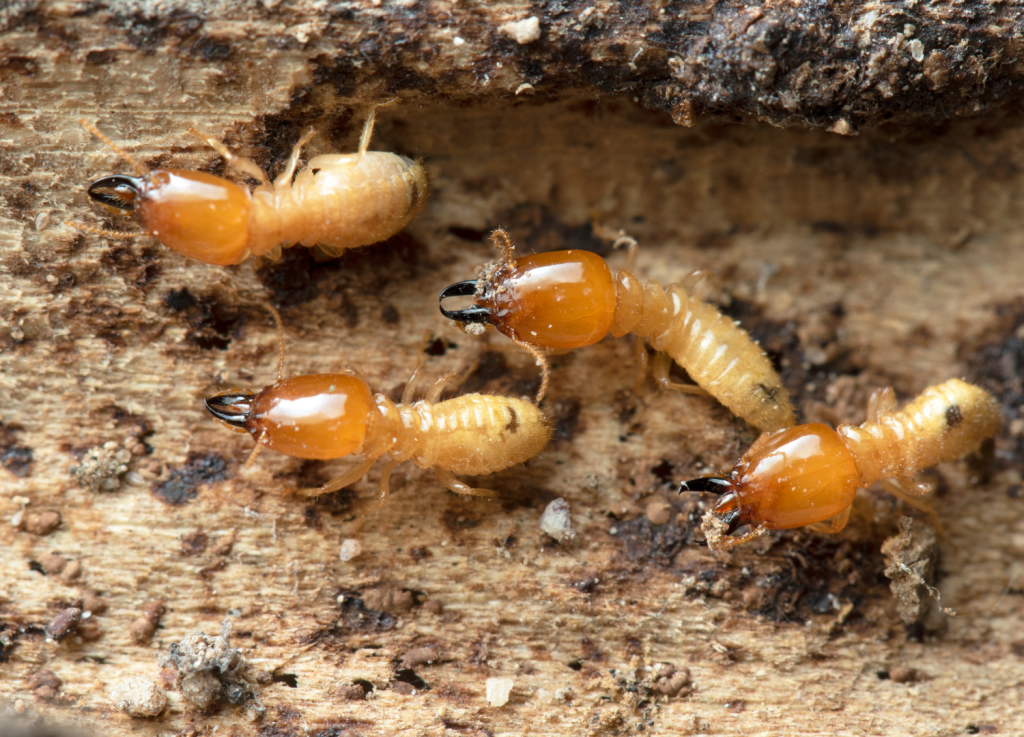 Termite (1)