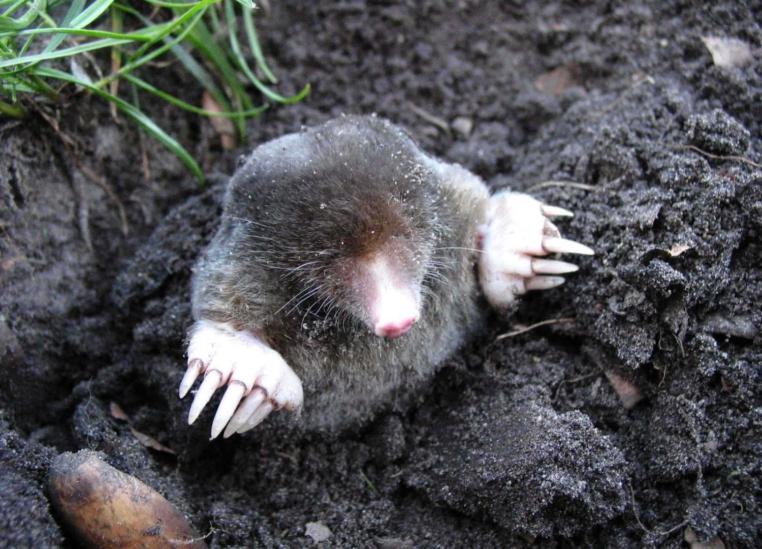 local mole control (1)